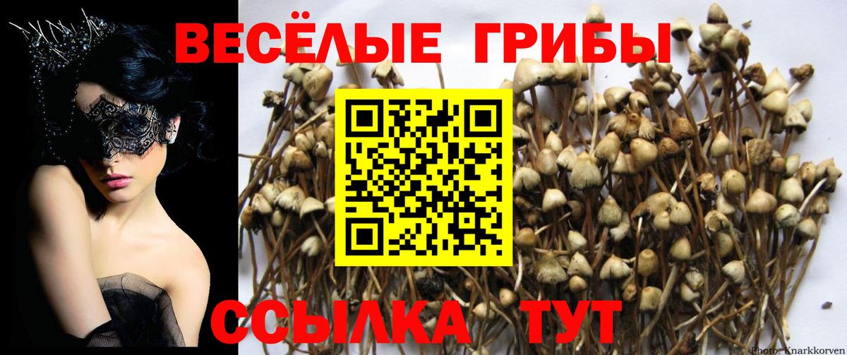 Вичуга  Псилоцибиновые грибы Psilocybine cubensis  хочу   Вход с VPN 