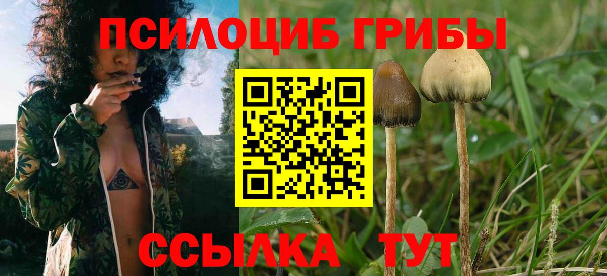 Псилоцибиновые грибы GOLDEN TEACHER Вичуга